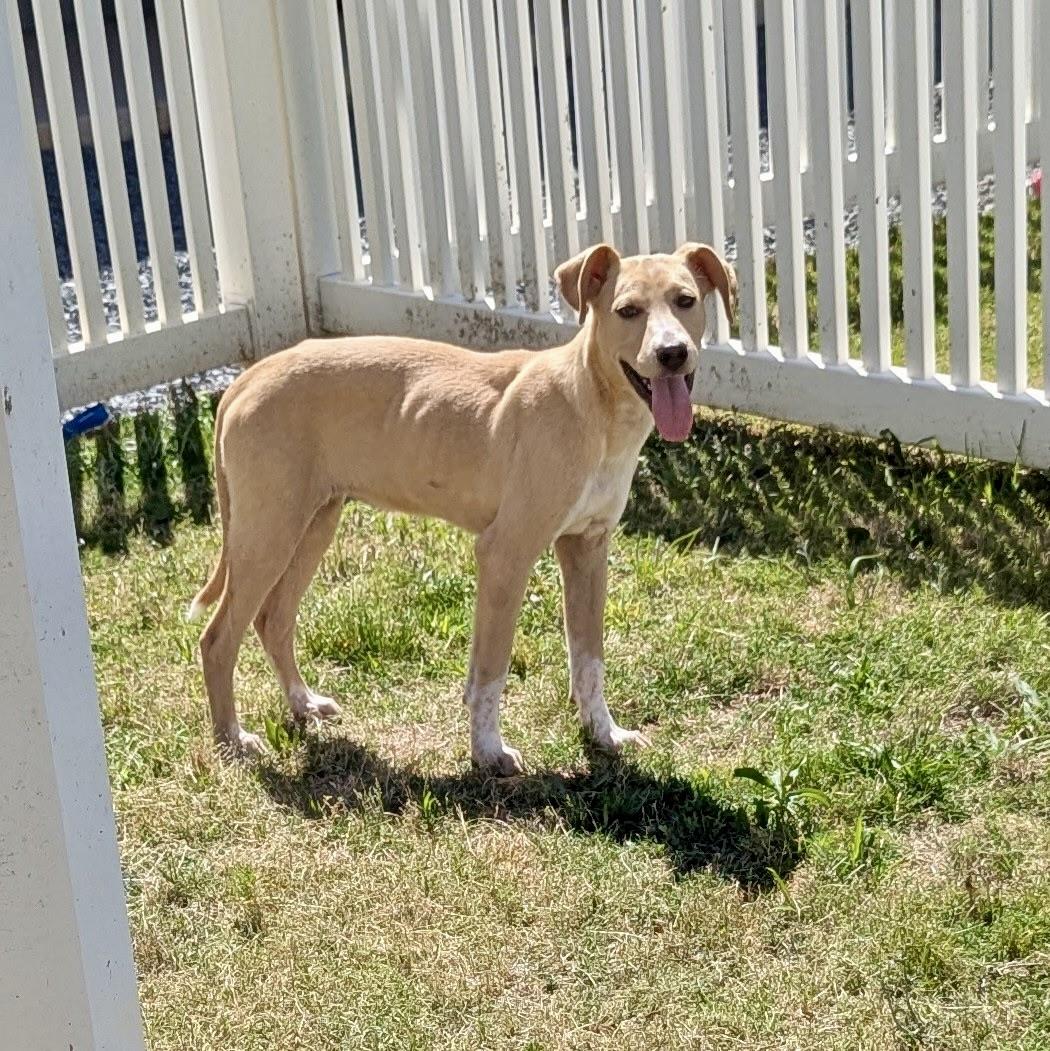 Jacklynn, a Adoptable mixed breed in Paramus, NJ image 5/6