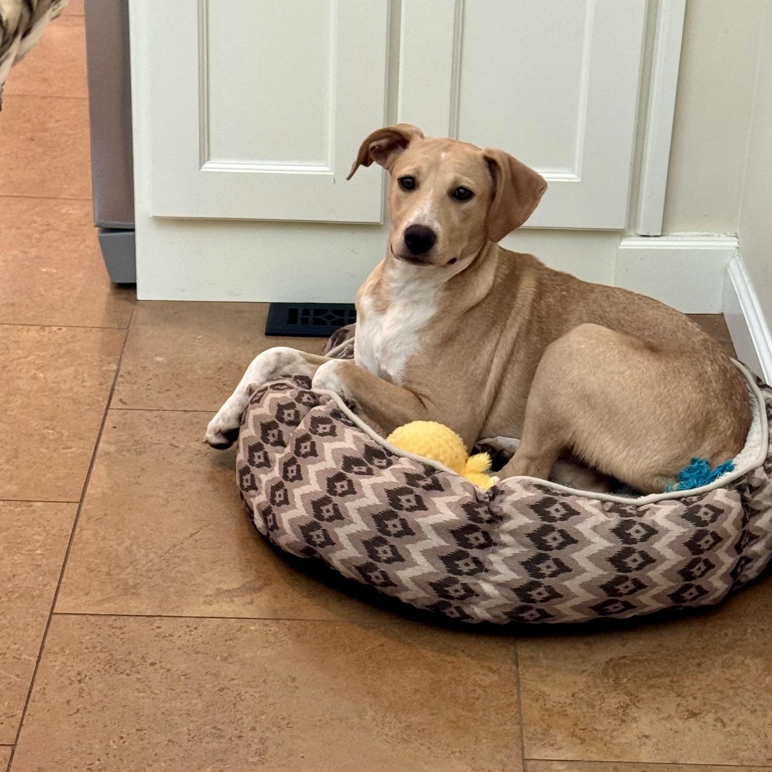 Jacklynn, a Adoptable mixed breed in Paramus, NJ image 5/6