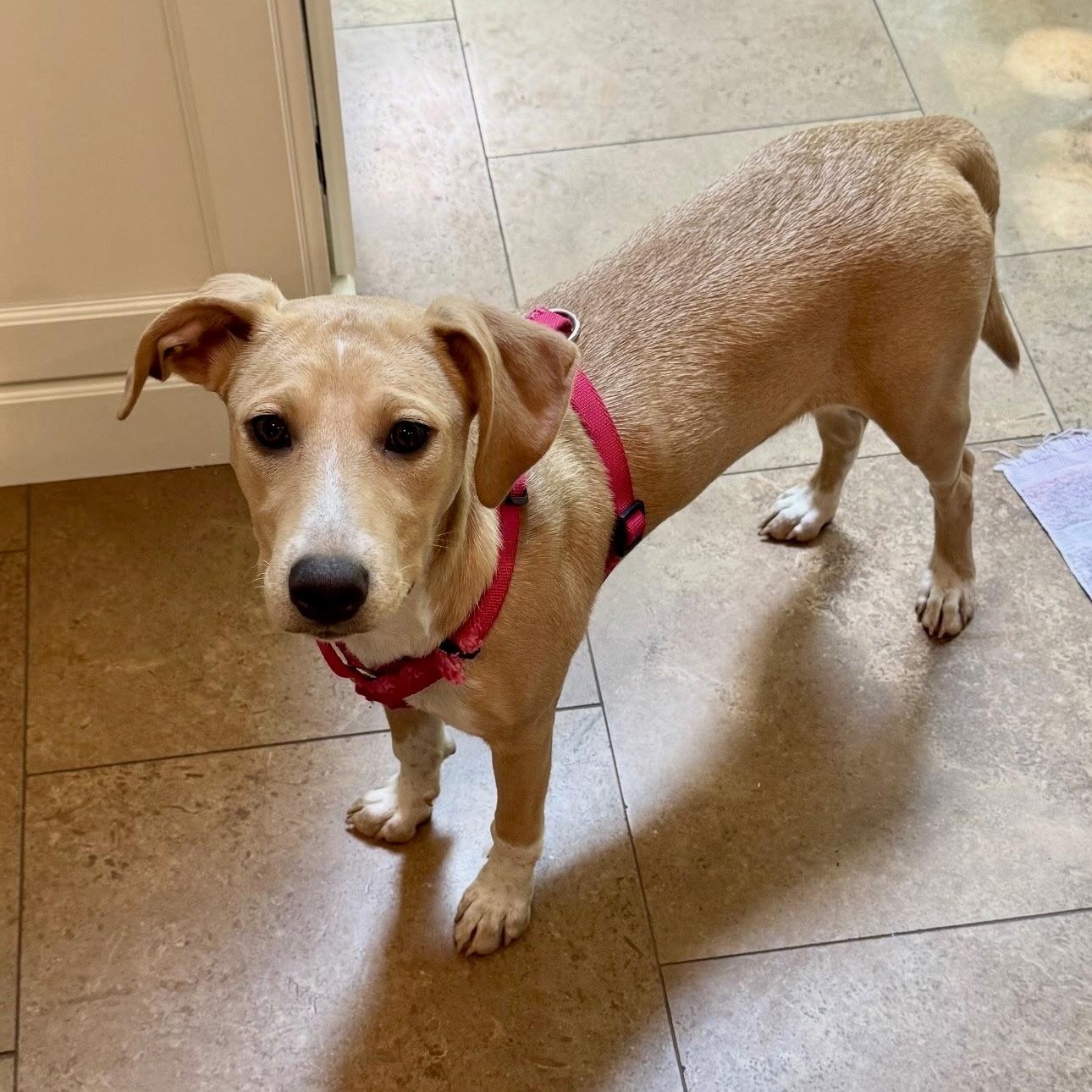 Jacklynn, a Adoptable mixed breed in Paramus, NJ image 3/6