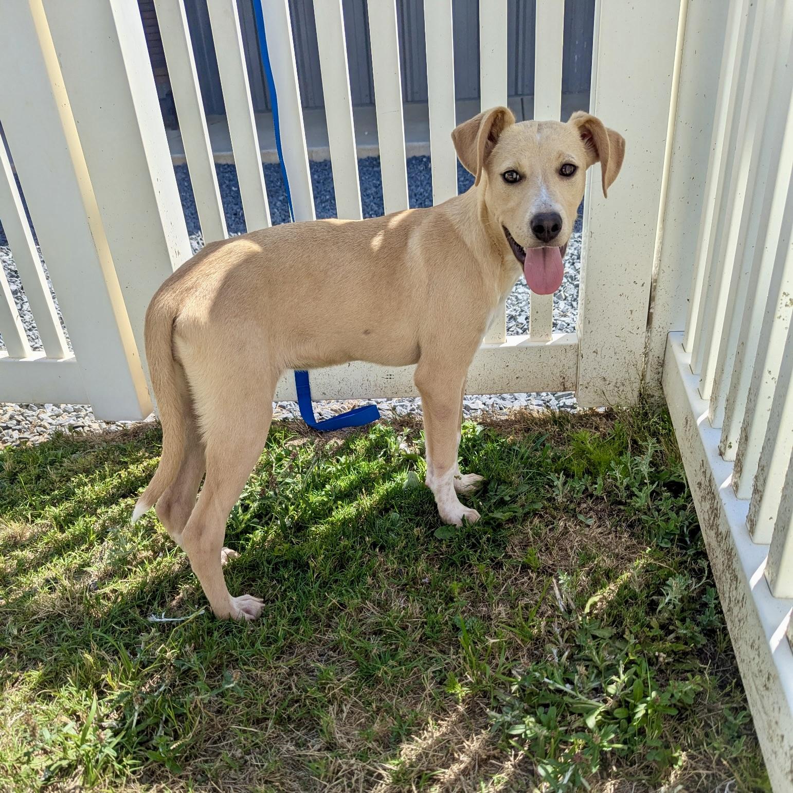 Jacklynn, a Adoptable mixed breed in Paramus, NJ image 2/6