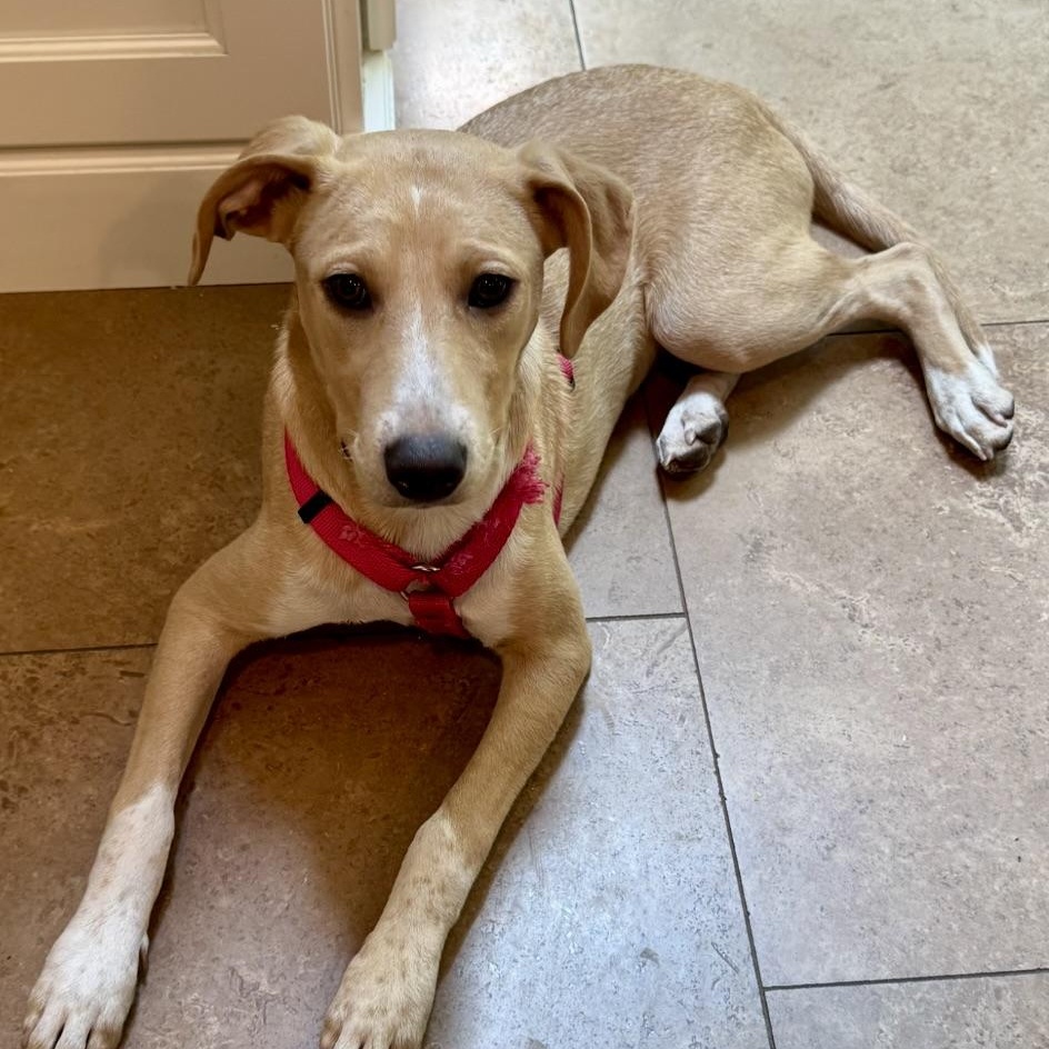 Jacklynn, a Adoptable mixed breed in Paramus, NJ image 2/6