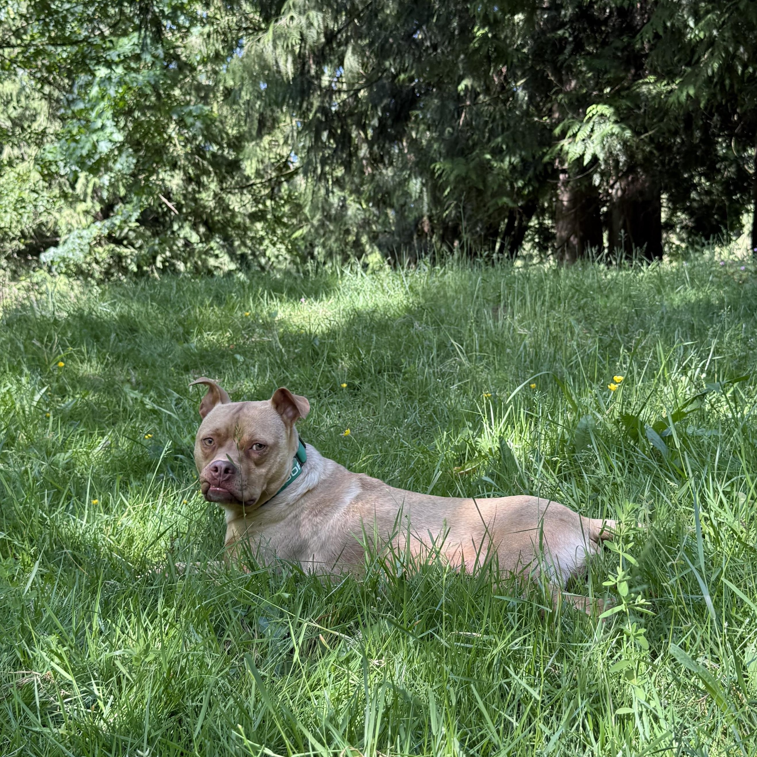 Oscar