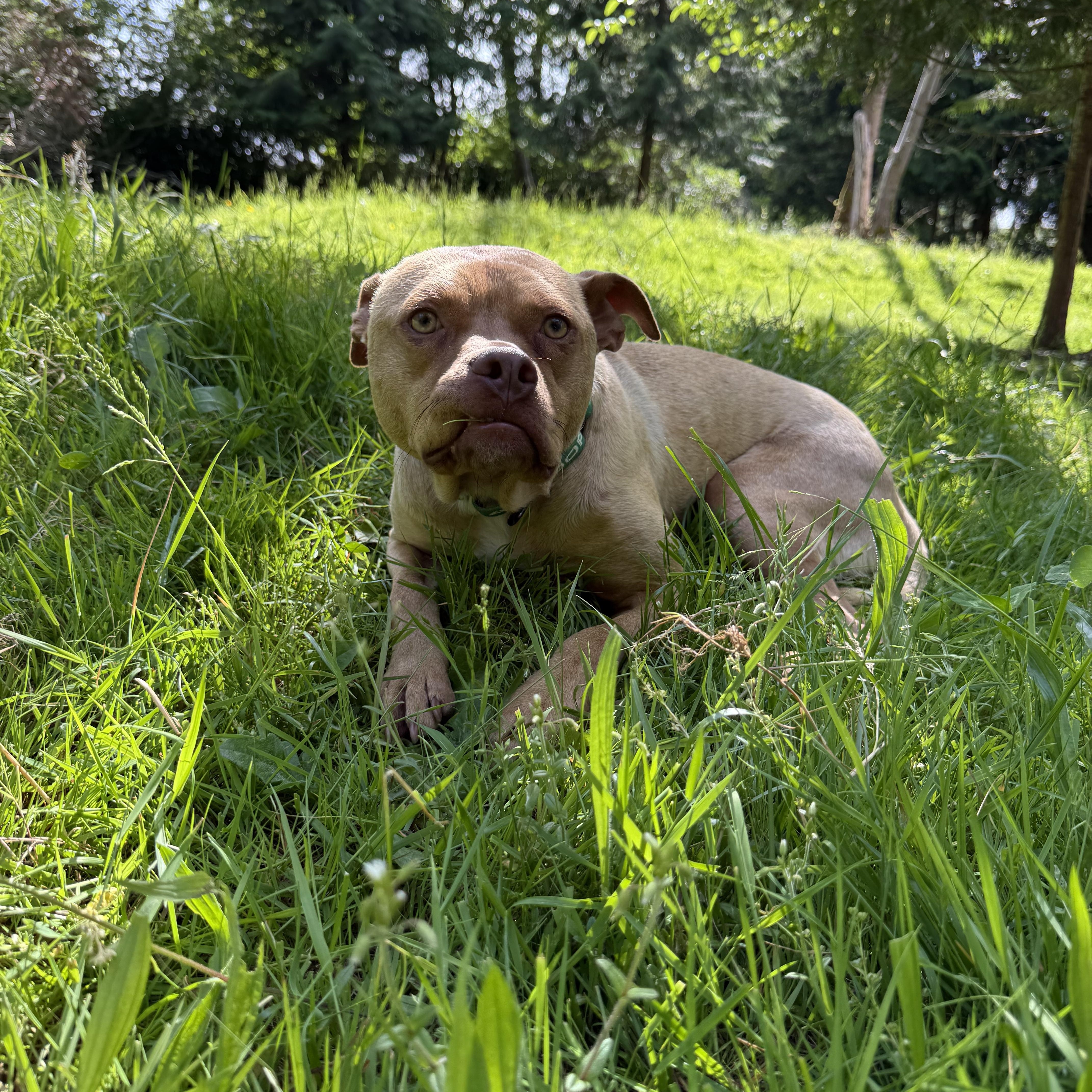 Oscar