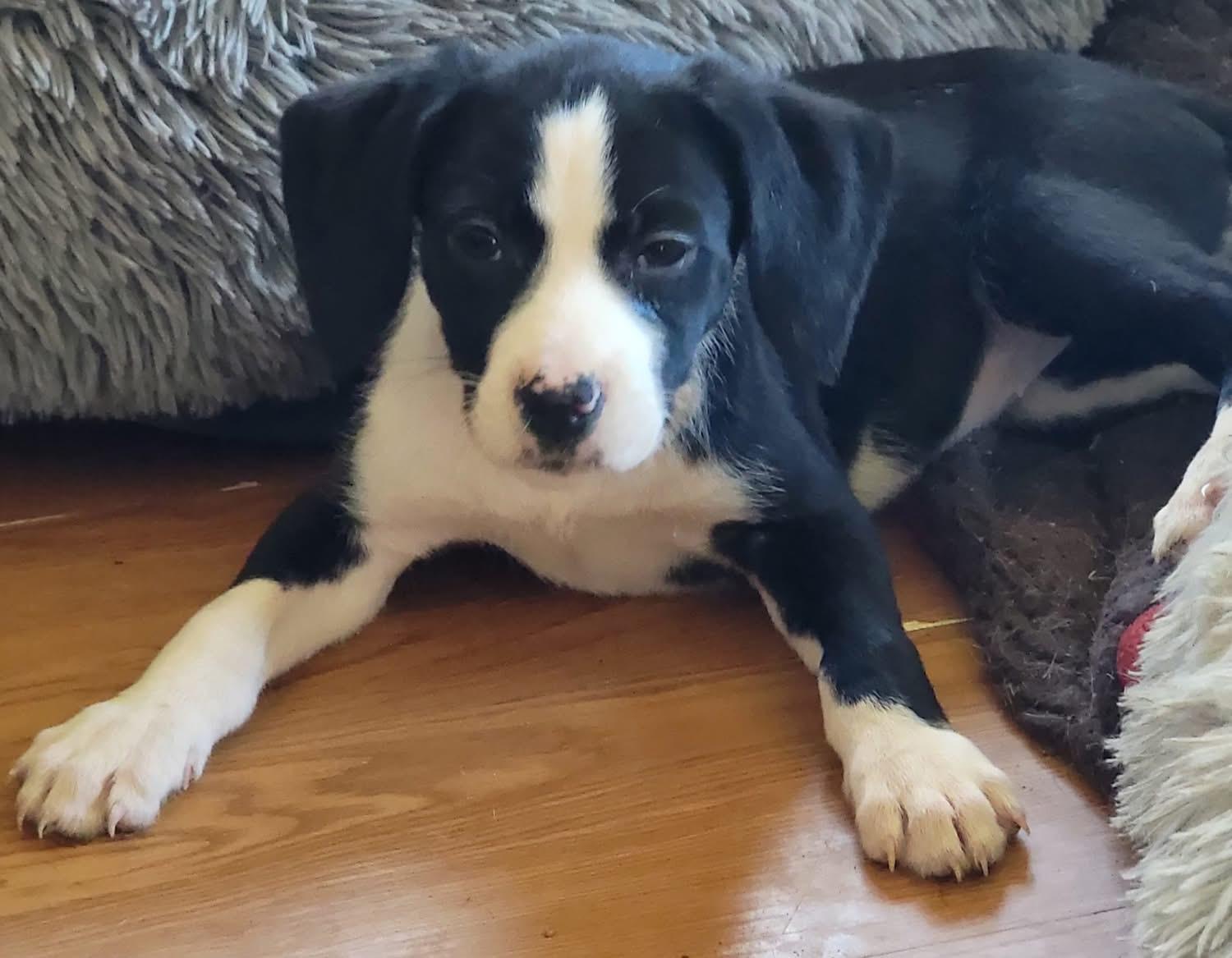 Rhonda, ADOPTABLE, Puppy Female Mixed Breed.