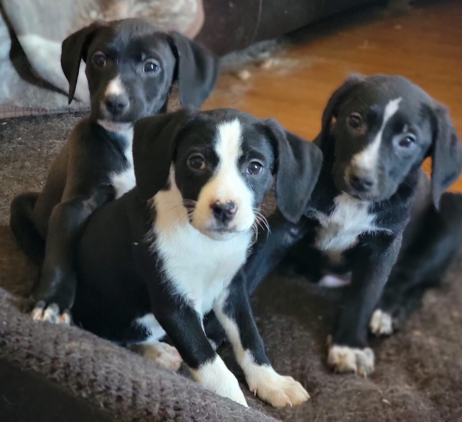 Enlarge Rhonda, a ADOPTABLE Mixed Breed in Fountaintown, IN image 2/2