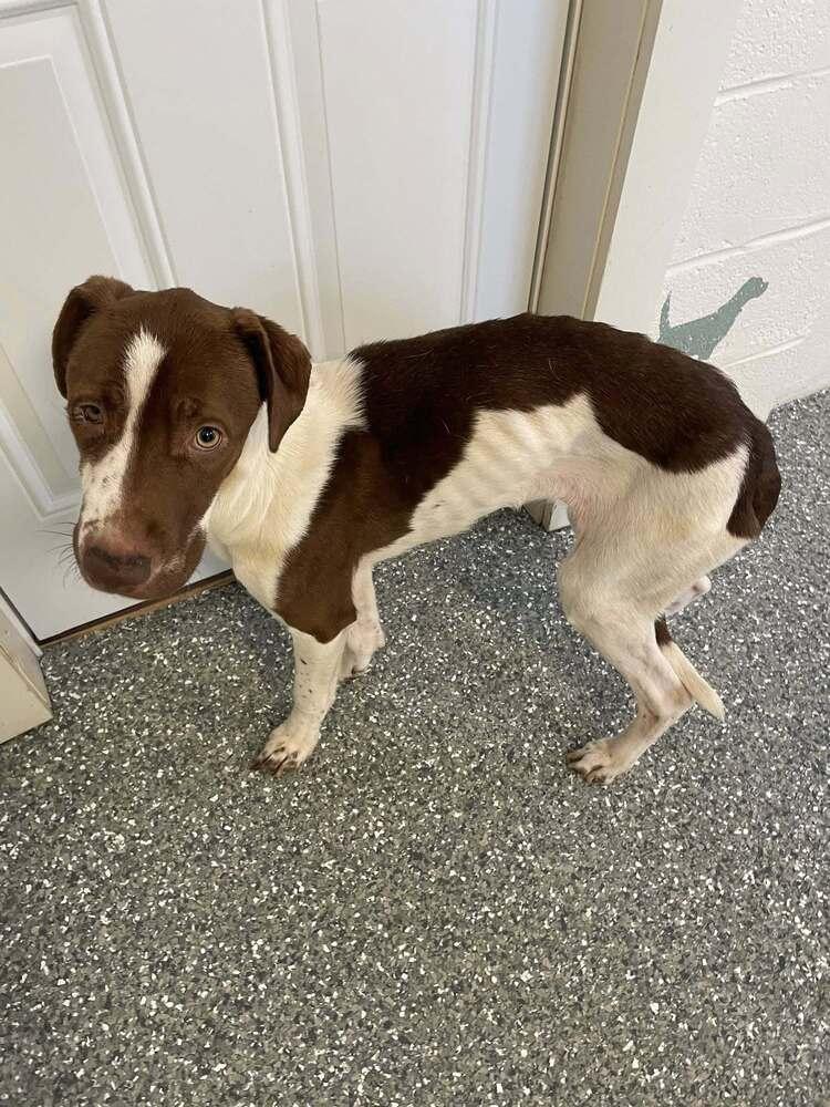 Sugar, Adopted, Adult Female Pointer.