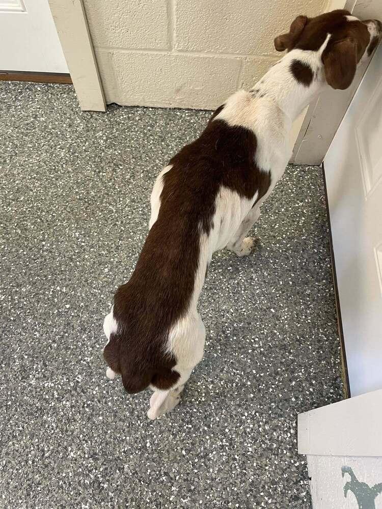 Enlarge Sugar, a Adopted mixed breed in Frankfort, NY image 2/2