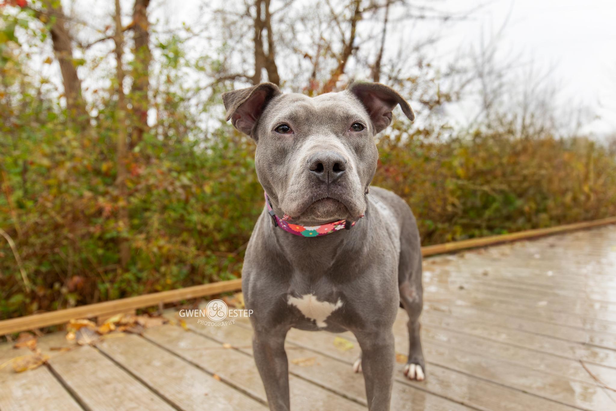 Enlarge Burnadette, a Adoptable mixed breed in Dayton, OH image 2/6