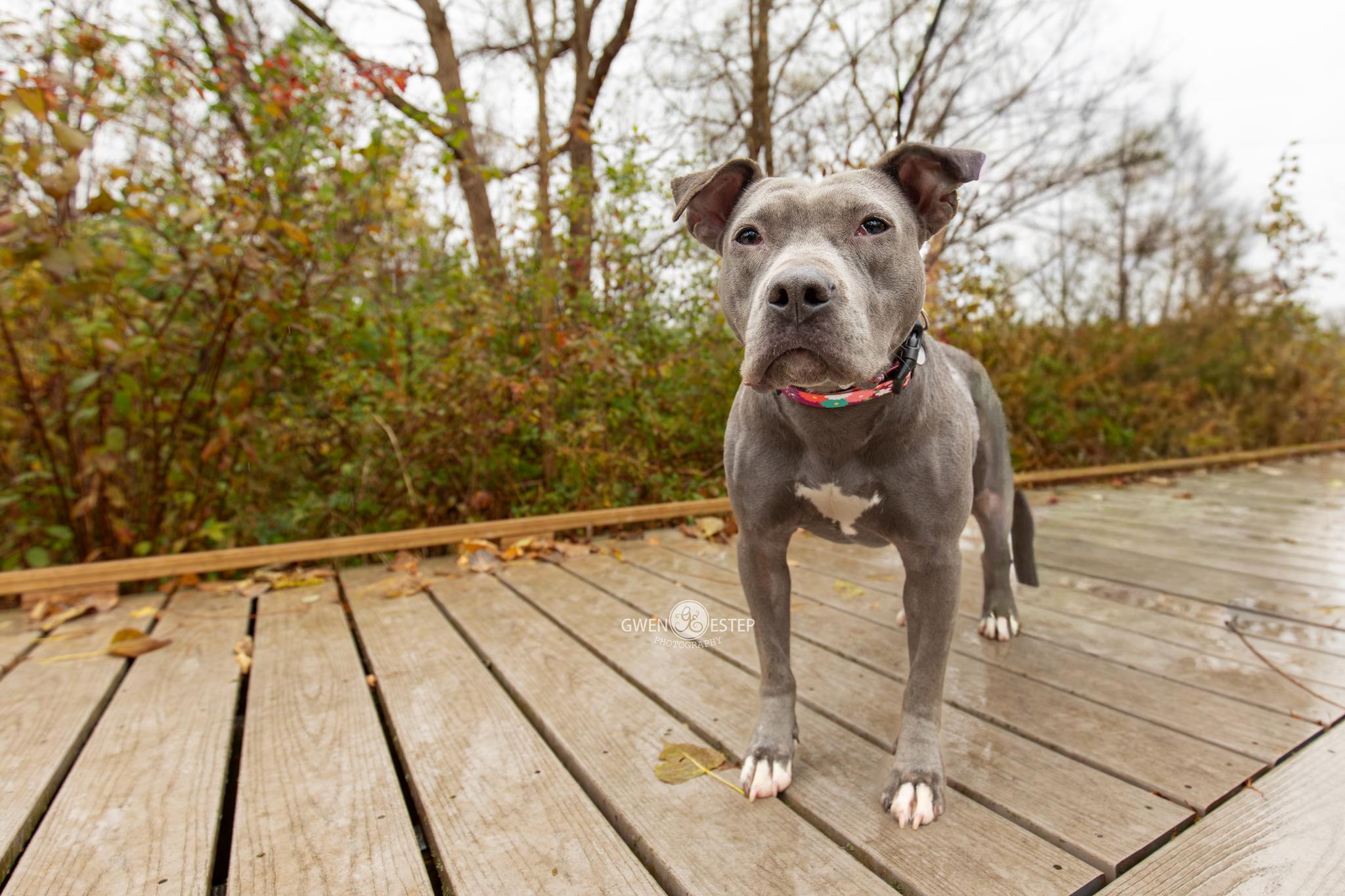 Enlarge Burnadette, a Adoptable mixed breed in Dayton, OH image 3/6