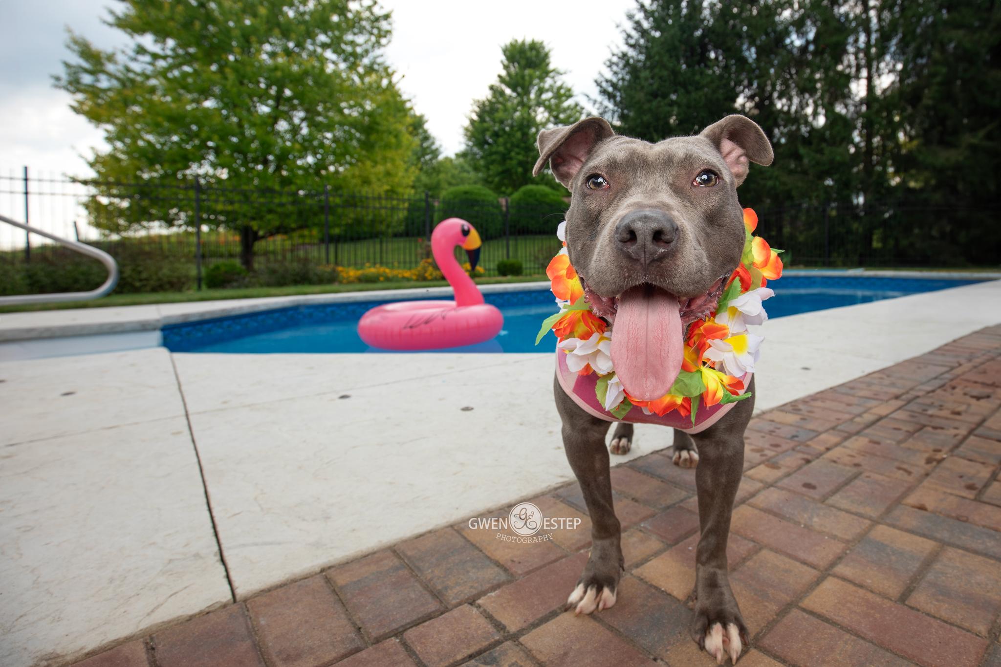 Enlarge Burnadette, a Adoptable mixed breed in Dayton, OH image 6/6