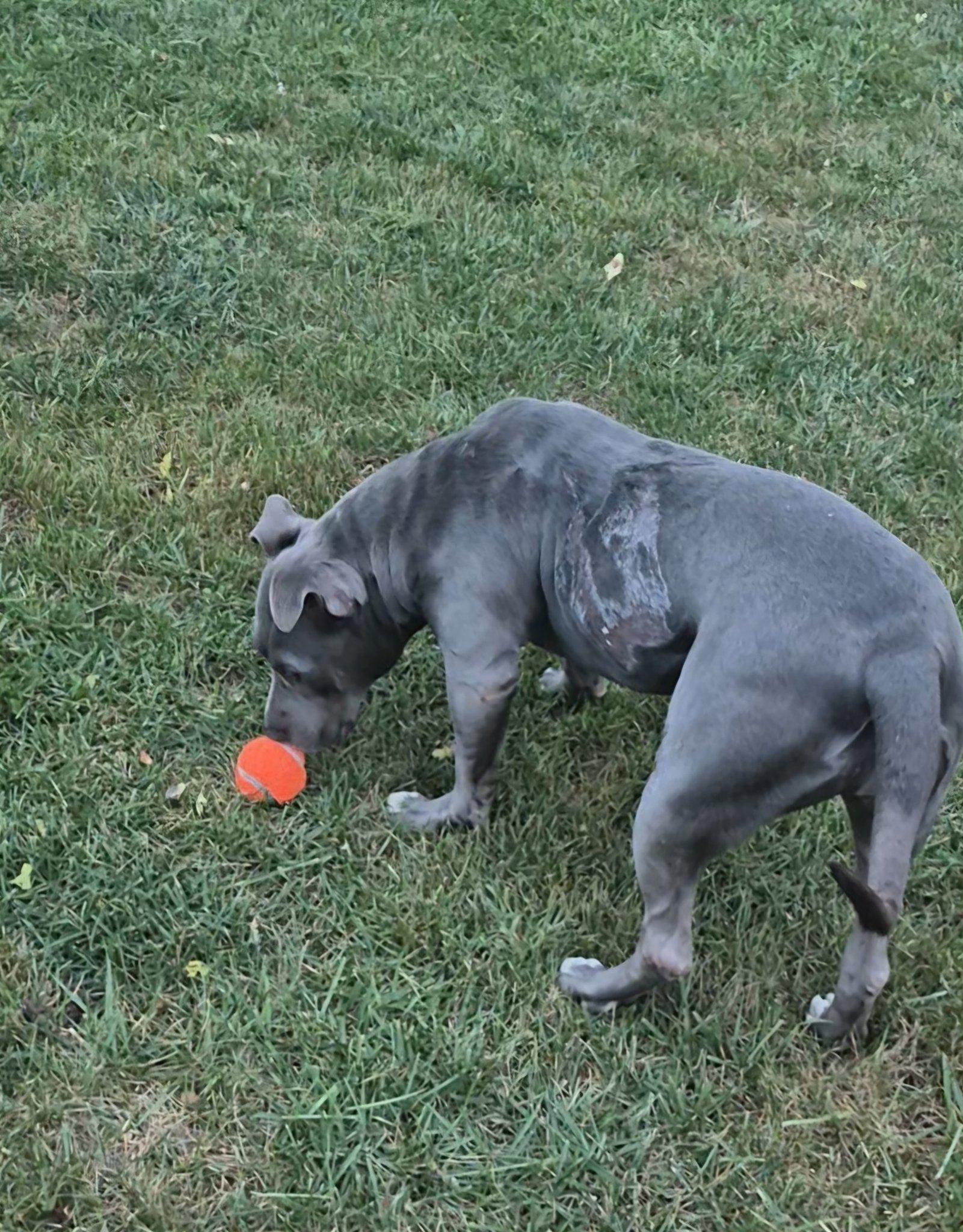 Enlarge Burnadette, a Adoptable mixed breed in Dayton, OH image 5/6