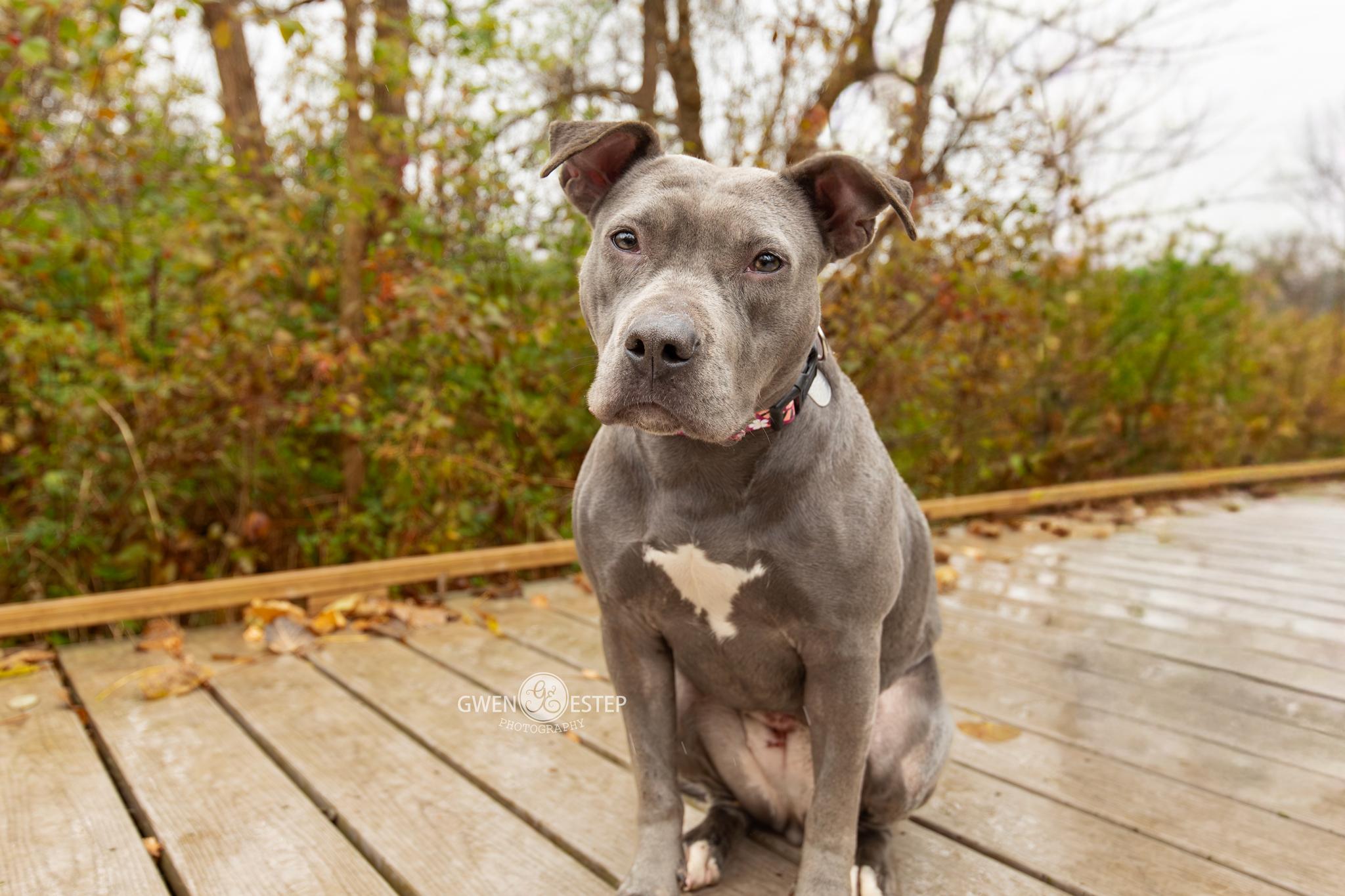 Burnadette, Adoptable, Young Female Pit Bull Terrier.