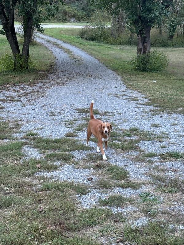 Moses, a Adoptable Beagle in Fayetteville, TN image 2/3