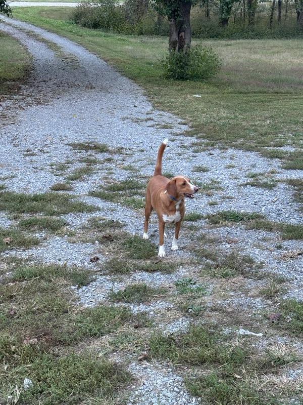 Moses, a Adoptable Beagle in Fayetteville, TN image 3/3