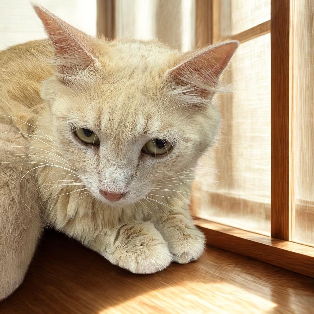 Enlarge Sunkist, a Adoptable Domestic Short Hair in New Port Richey, FL image 1/1