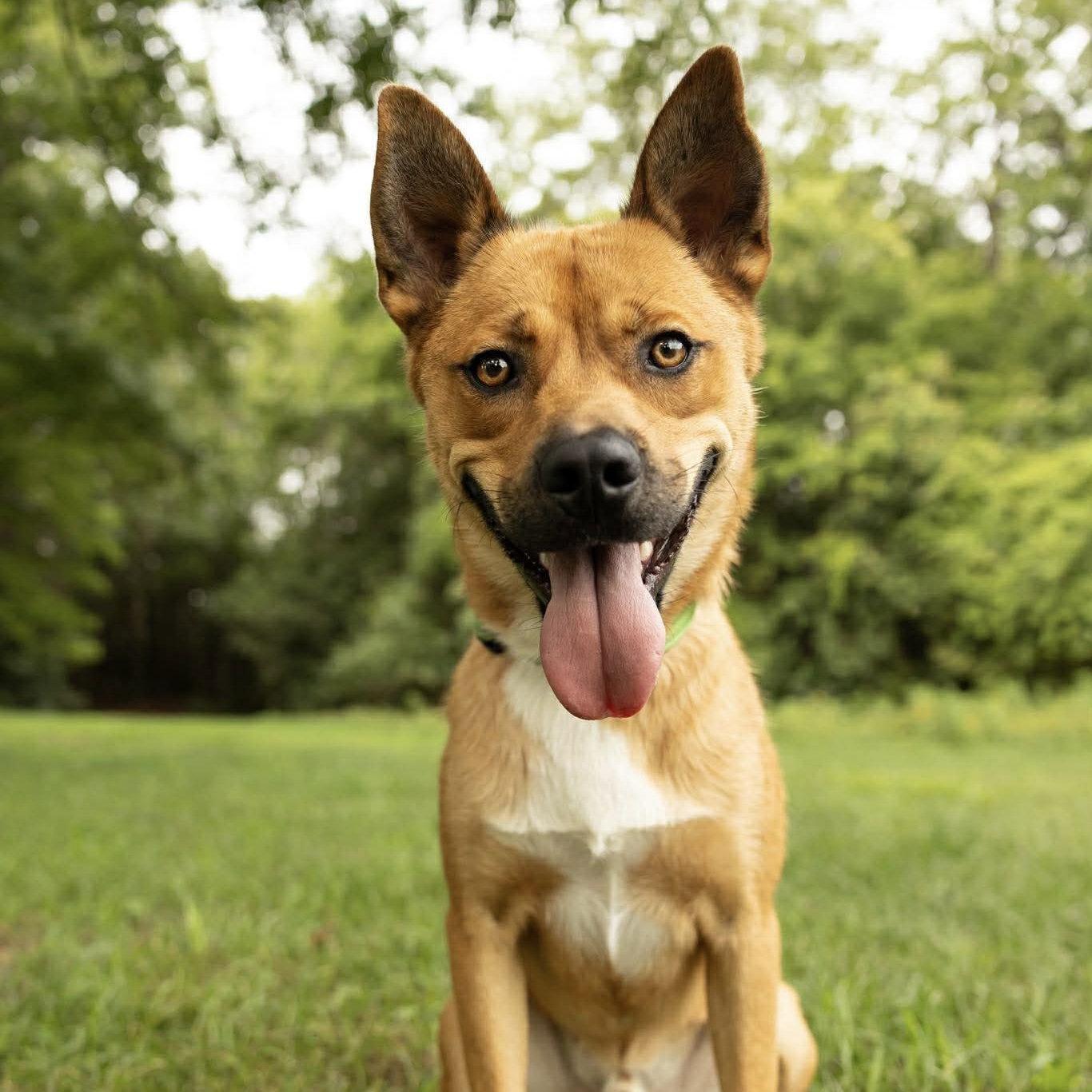 Maui, Adoptable, Young Male Husky.