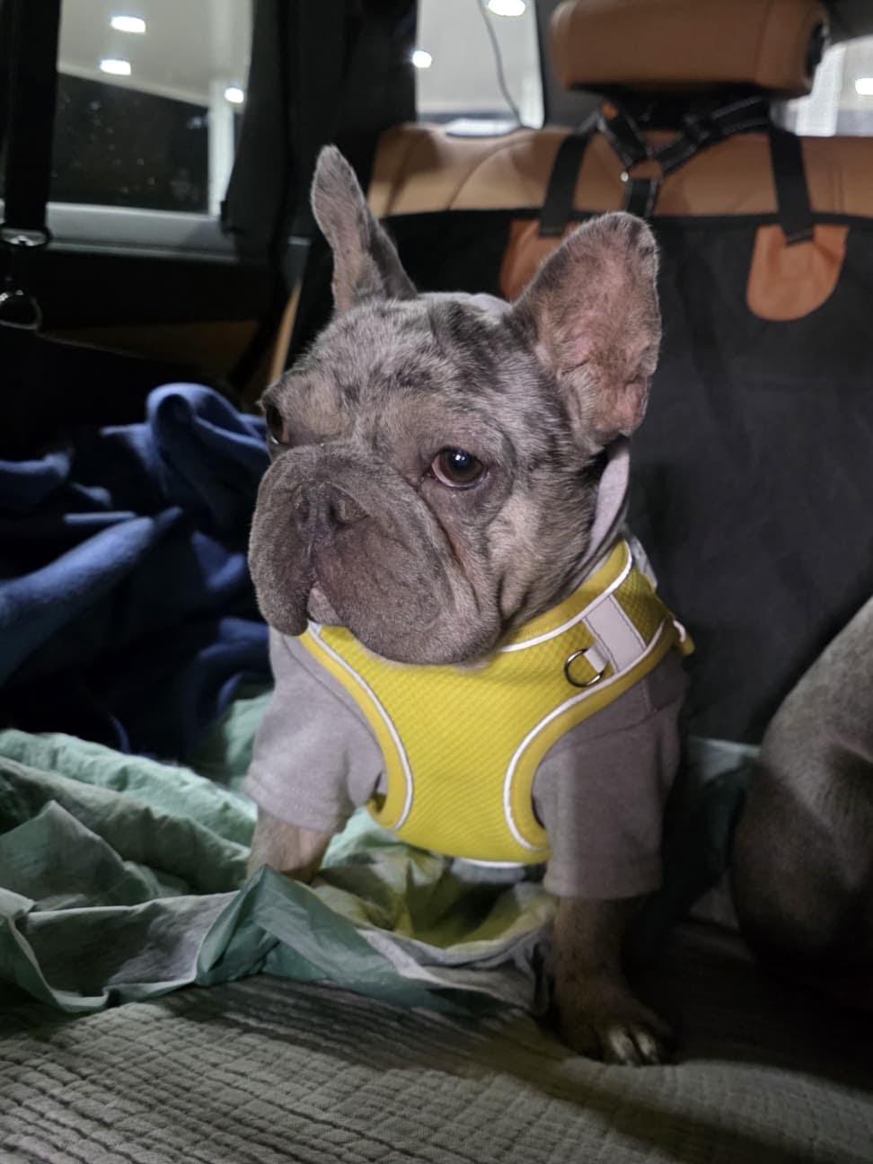 AStra, Adopted, Adult Female French Bulldog.