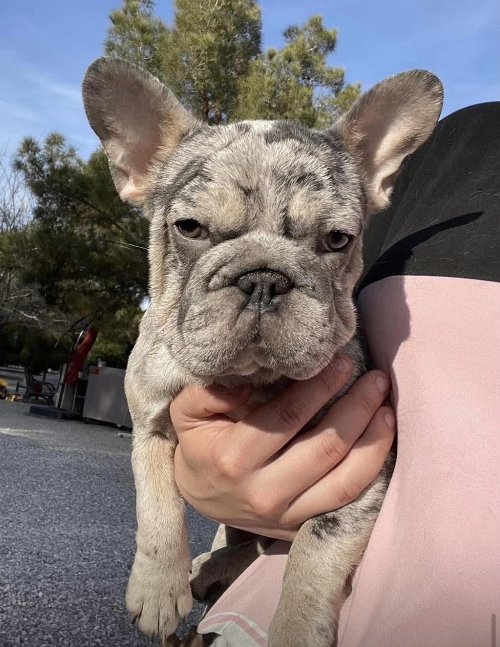 Enlarge AStra, a Adopted French Bulldog in Las Vegas, NV image 4/4