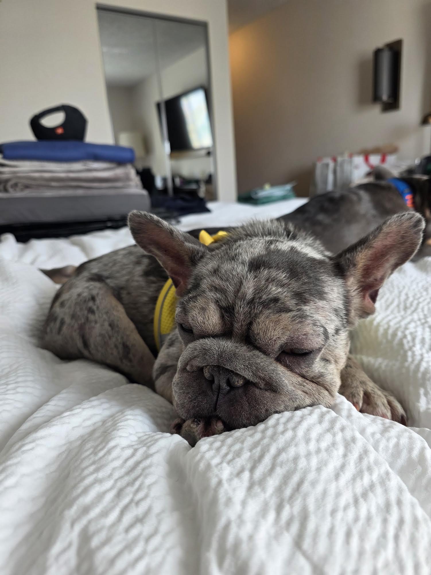 Enlarge AStra, a Adopted French Bulldog in Las Vegas, NV image 2/4