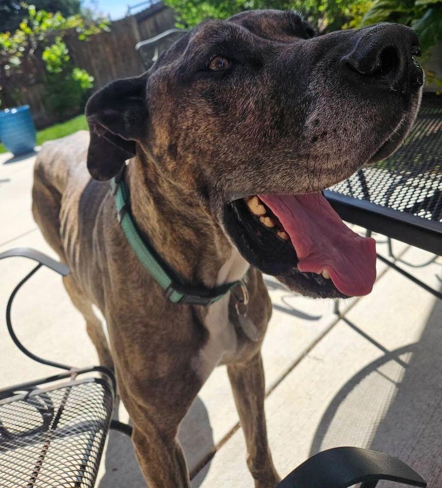 Enlarge Tanner, a Adoptable Great Dane in Larkspur, CO image 2/3