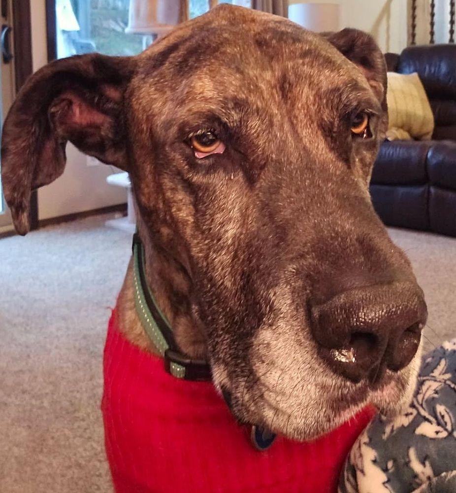 Enlarge Tanner, a Adoptable Great Dane in Larkspur, CO image 1/3
