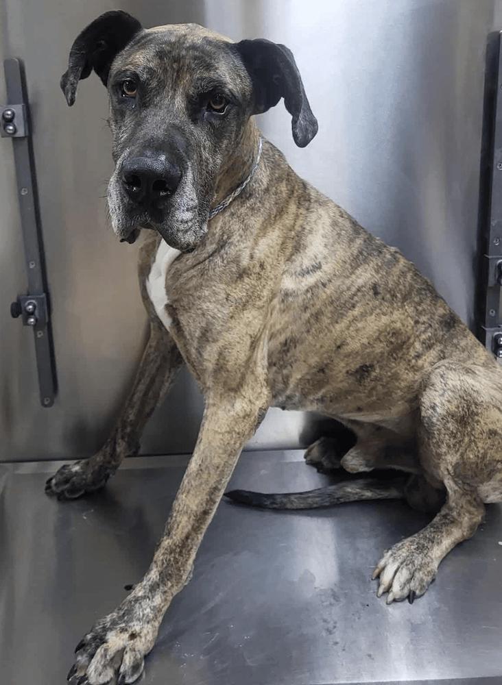 Enlarge Tanner, a Adoptable Great Dane in Larkspur, CO image 3/3