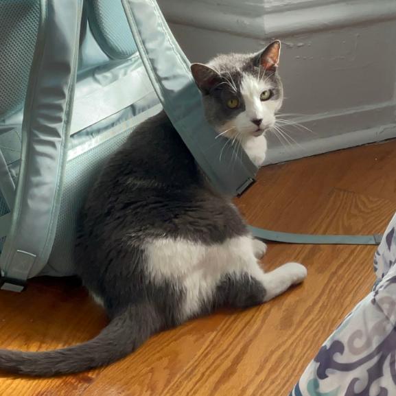 Libby, Adoptable, Senior Female Domestic Short Hair.