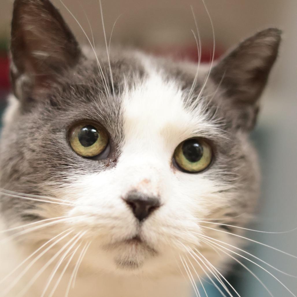 Enlarge Libby, a Adoptable Domestic Short Hair in Philadelphia, PA image 2/6