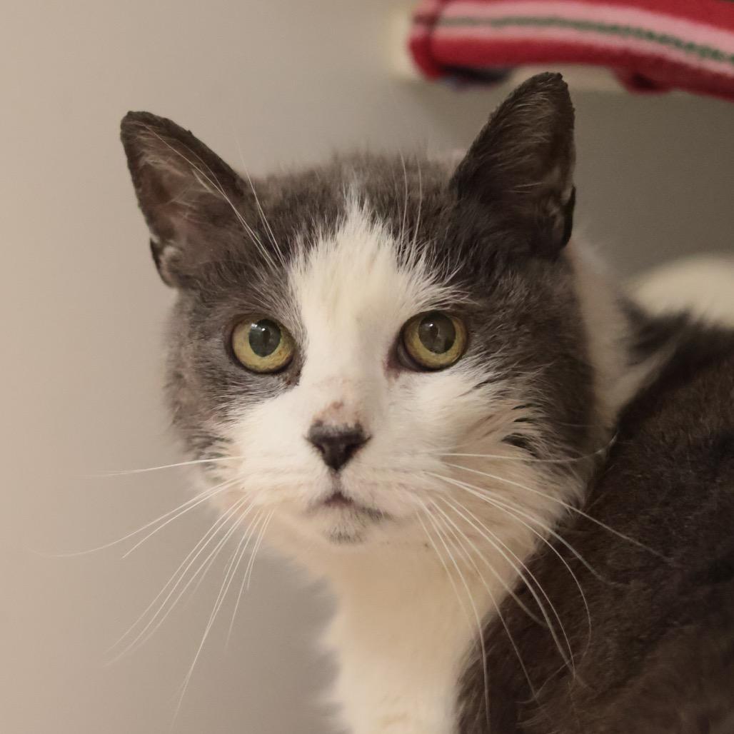 Enlarge Libby, a Adoptable Domestic Short Hair in Philadelphia, PA image 4/6