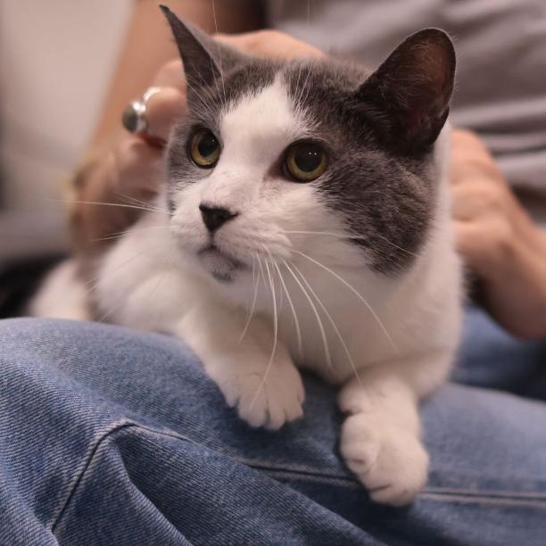 Enlarge Libby, a Adoptable Domestic Short Hair in Philadelphia, PA image 5/6