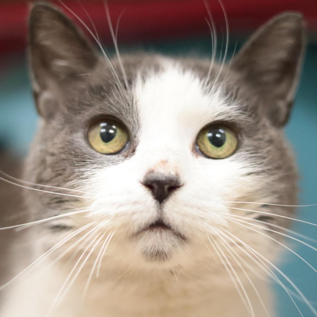 Enlarge Libby, a Adoptable Domestic Short Hair in Philadelphia, PA image 6/6