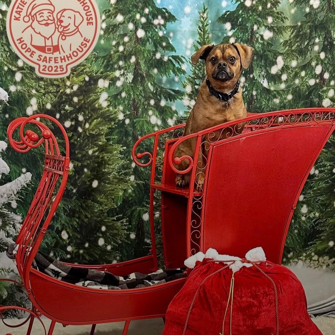 Charlie, a Adoptable Puggle in Racine, WI image 4/6