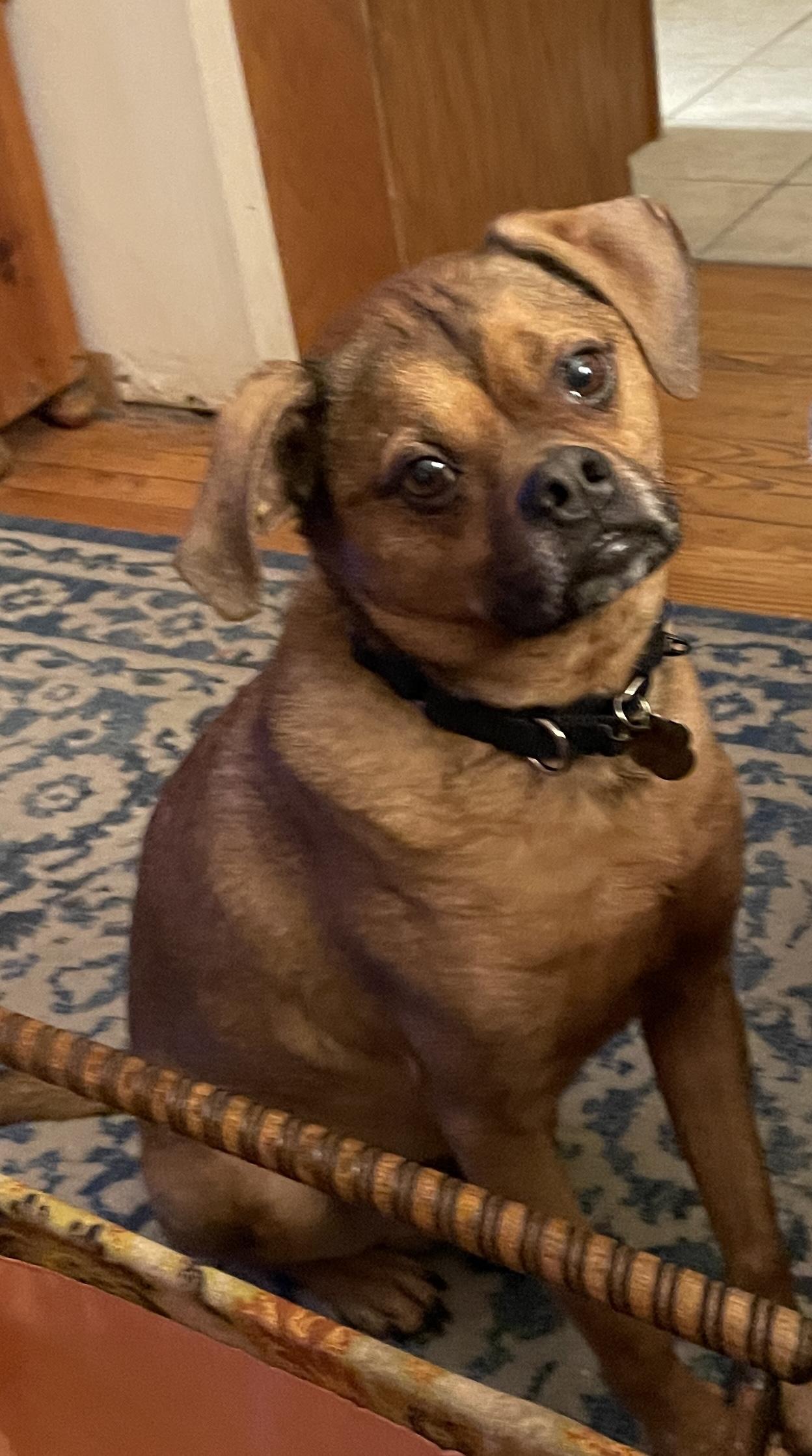 Charlie, a Adoptable Puggle in Racine, WI image 2/6