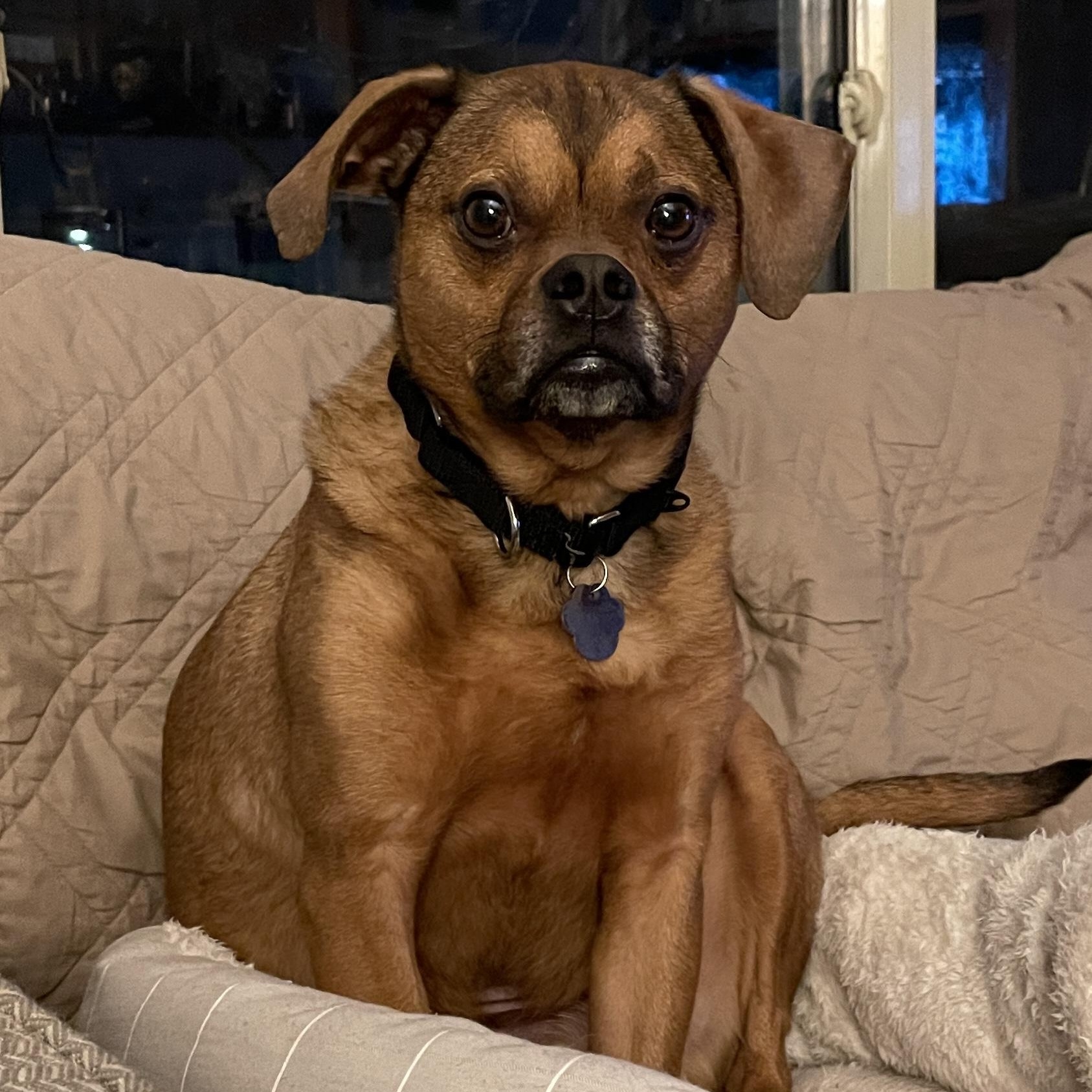 Charlie, Adoptable, Senior Male Puggle.