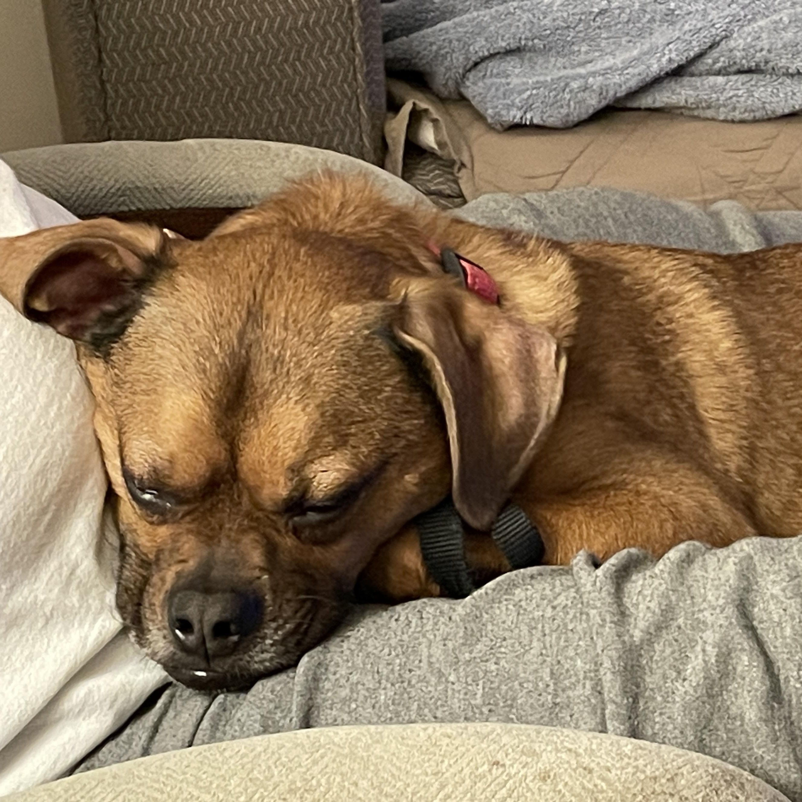 Charlie, a Adoptable Puggle in Racine, WI image 3/6