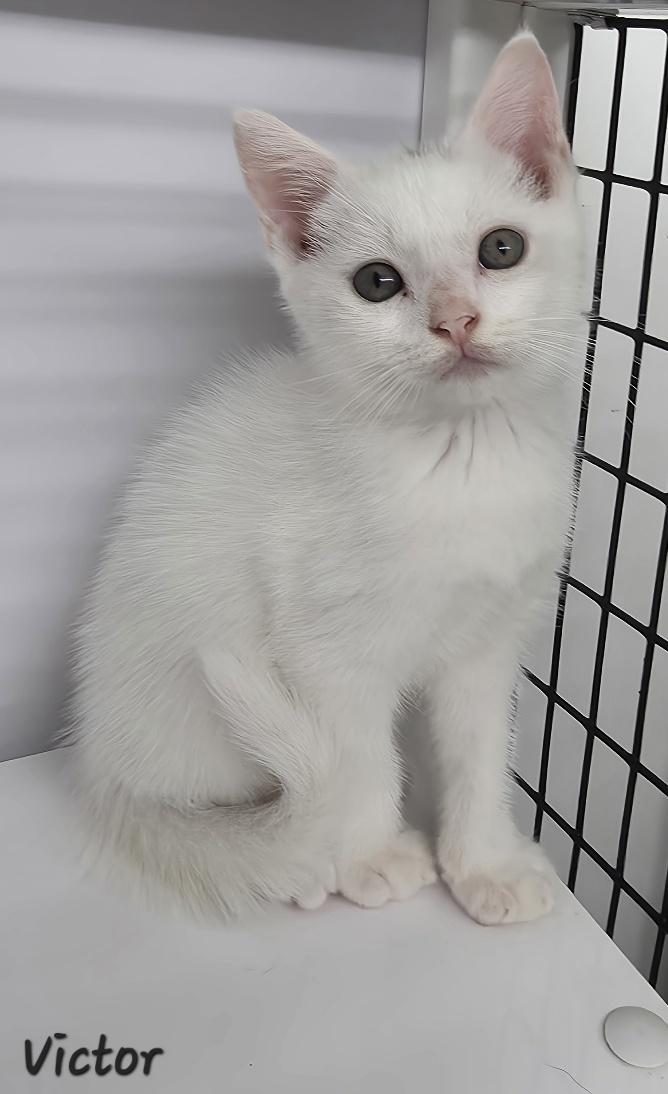 Victor, Adopted, Young Male Domestic Short Hair.