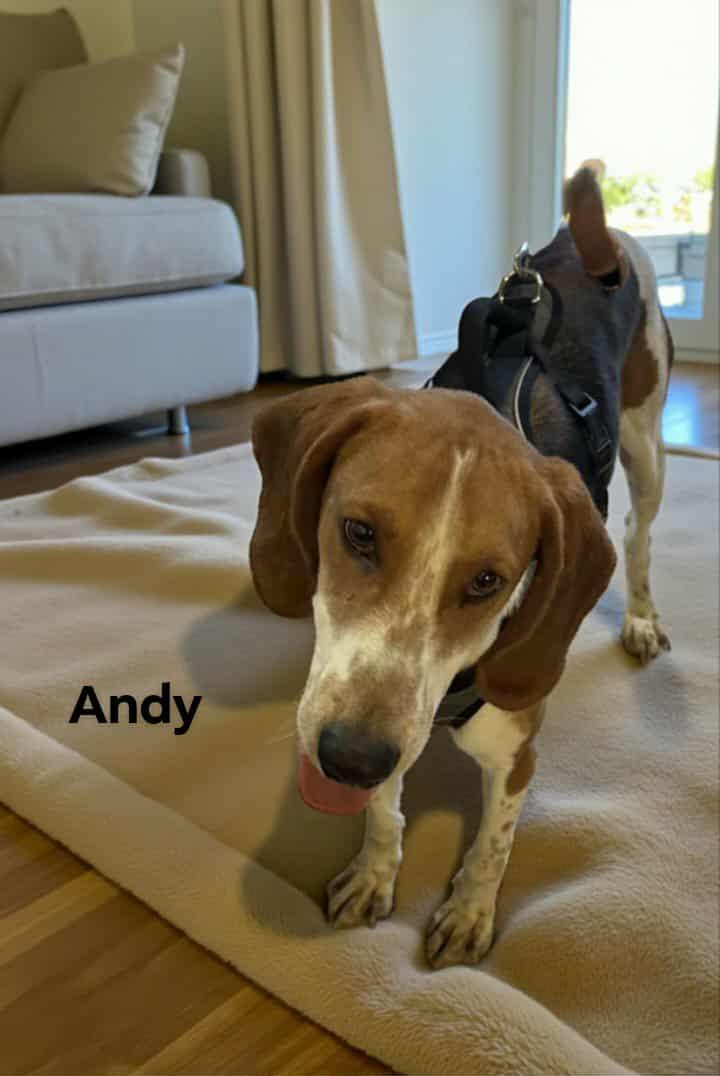 Andy