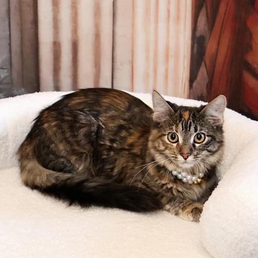 Enlarge Alva, a Adoptable Domestic Long Hair in Overland Park, KS image 1/3