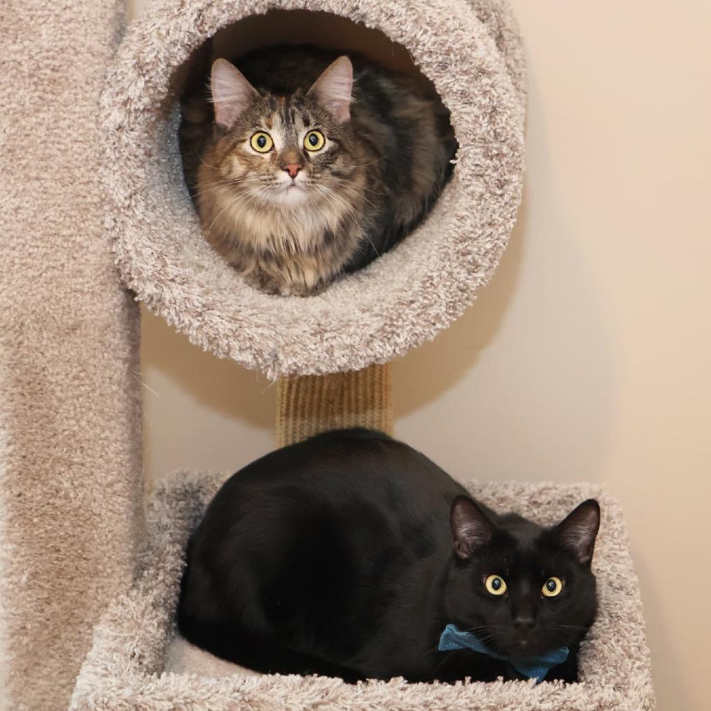 Enlarge Alva, a Adoptable Domestic Long Hair in Overland Park, KS image 2/6