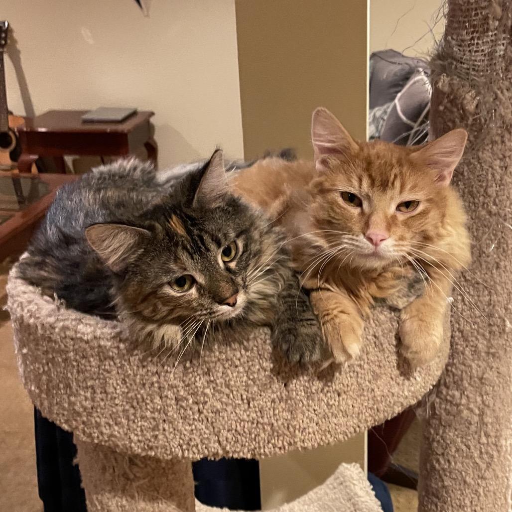 Alva, a Adoptable Domestic Long Hair in Overland Park, KS image 2/3