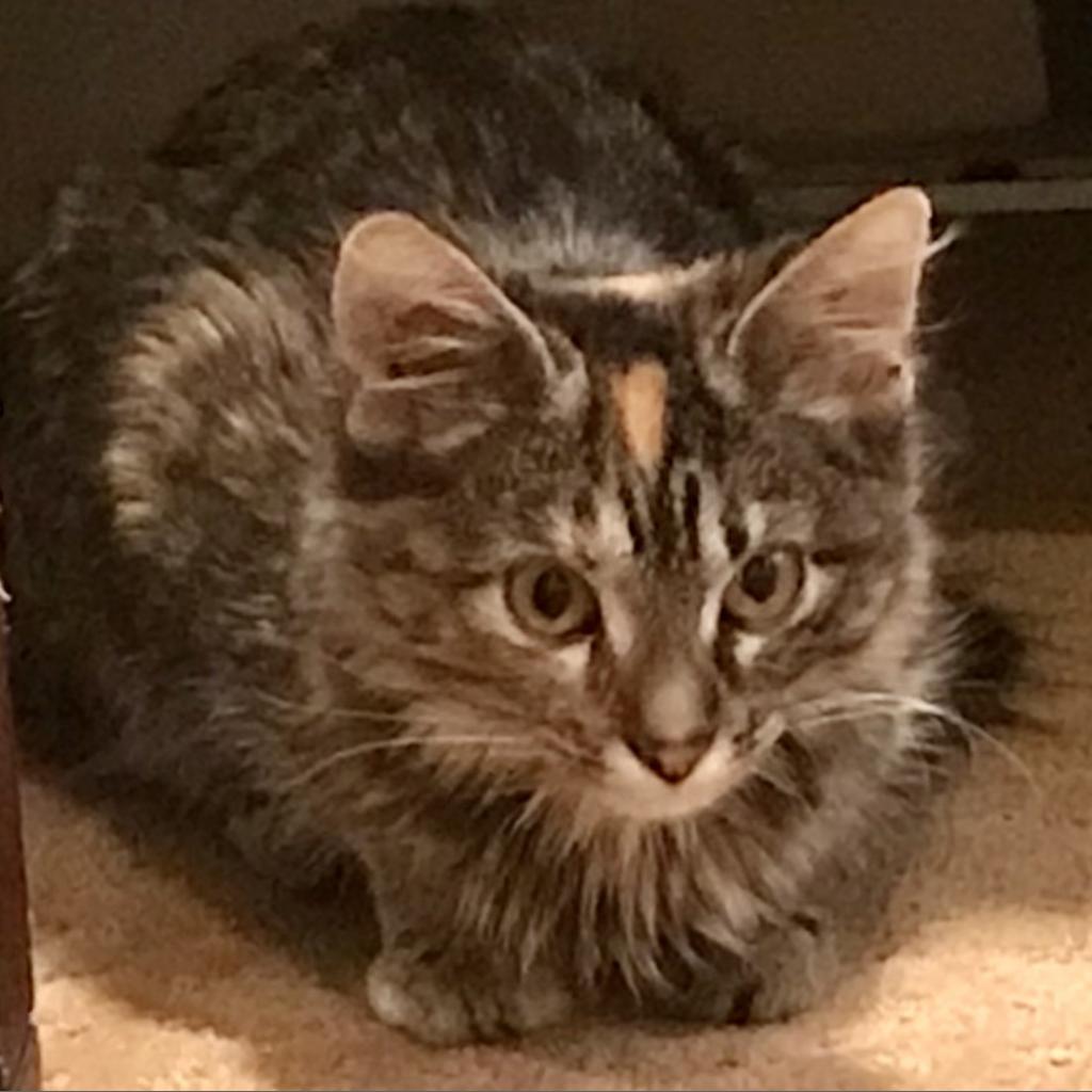 Alva, a Adoptable Domestic Long Hair in Overland Park, KS image 3/3