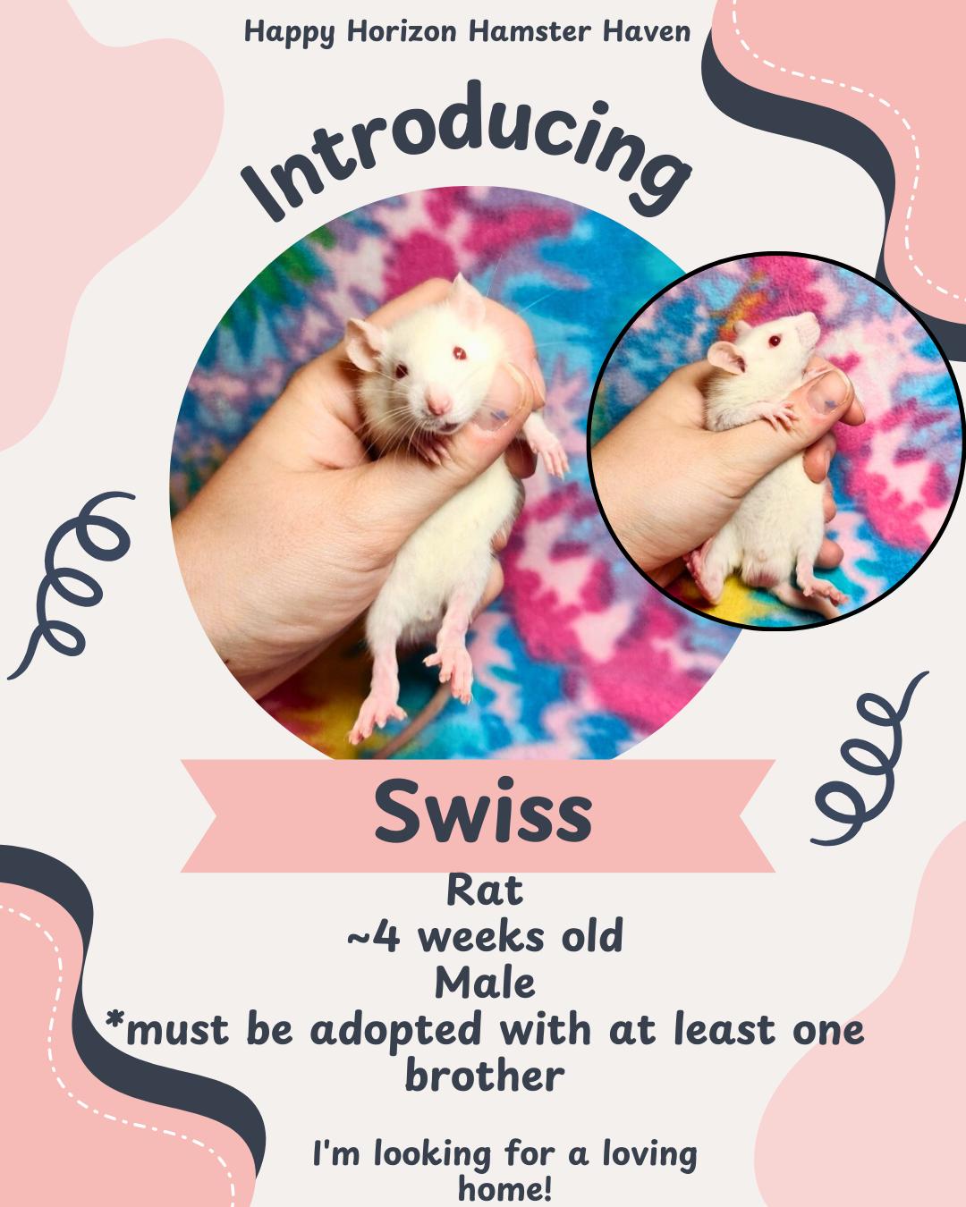 Baby Male Rats