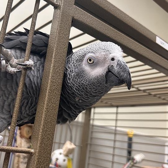 Enlarge Lily, a Adoptable African Grey in Warwick, RI image 2/3