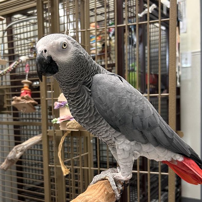 Enlarge Lily, a Adoptable African Grey in Warwick, RI image 1/3