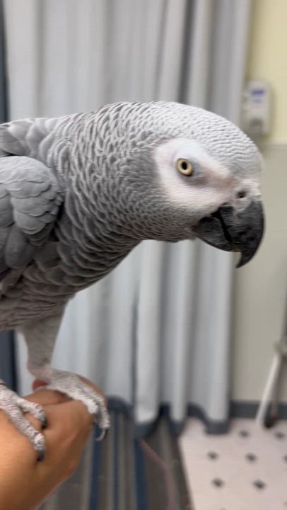 Enlarge Lily, a Adoptable African Grey in Warwick, RI video 3/3