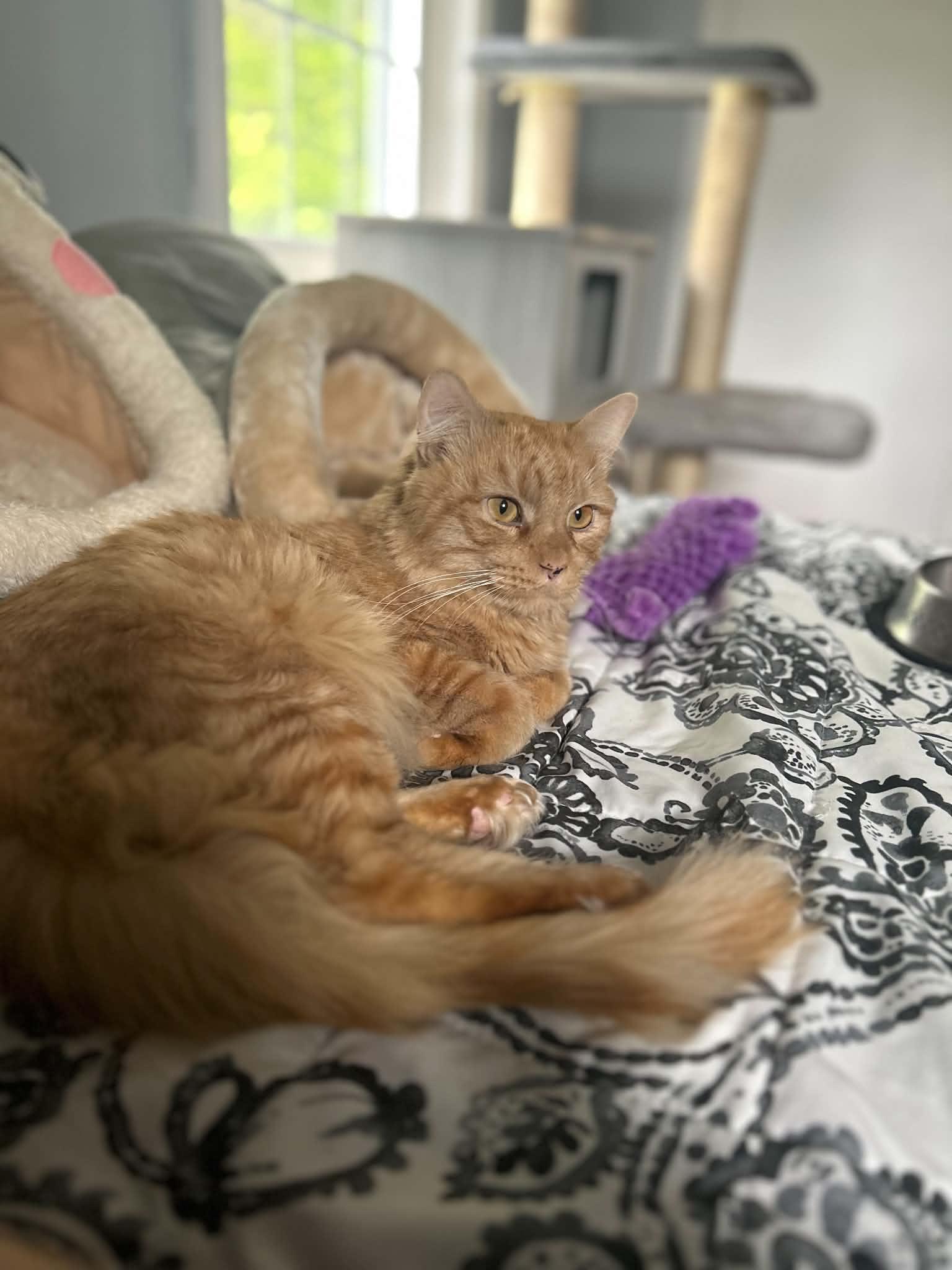 Enlarge Bradley, a ADOPTABLE Domestic Medium Hair in Enfield, CT image 1/4