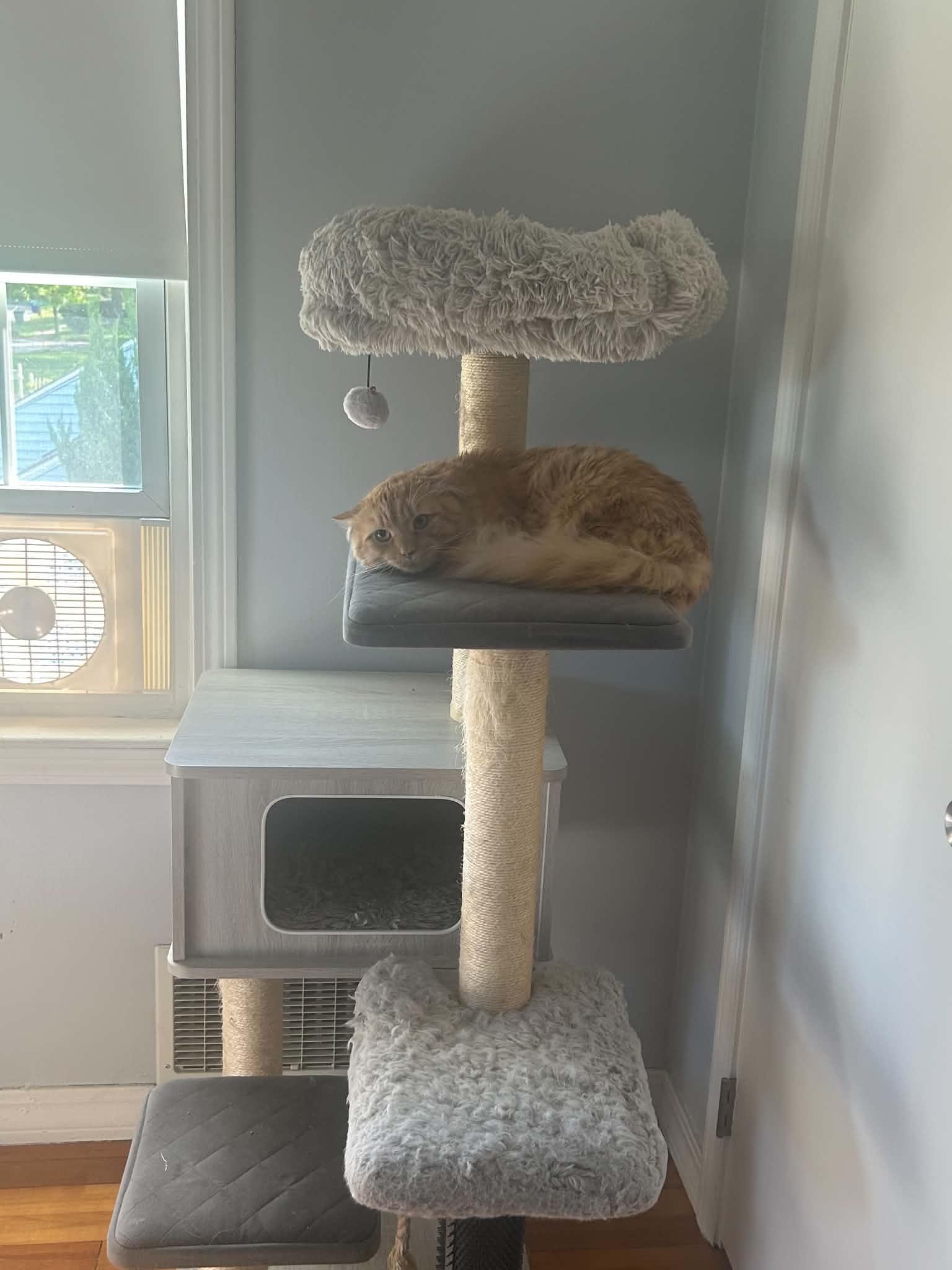 Enlarge Bradley, a ADOPTABLE Domestic Medium Hair in Enfield, CT image 2/4