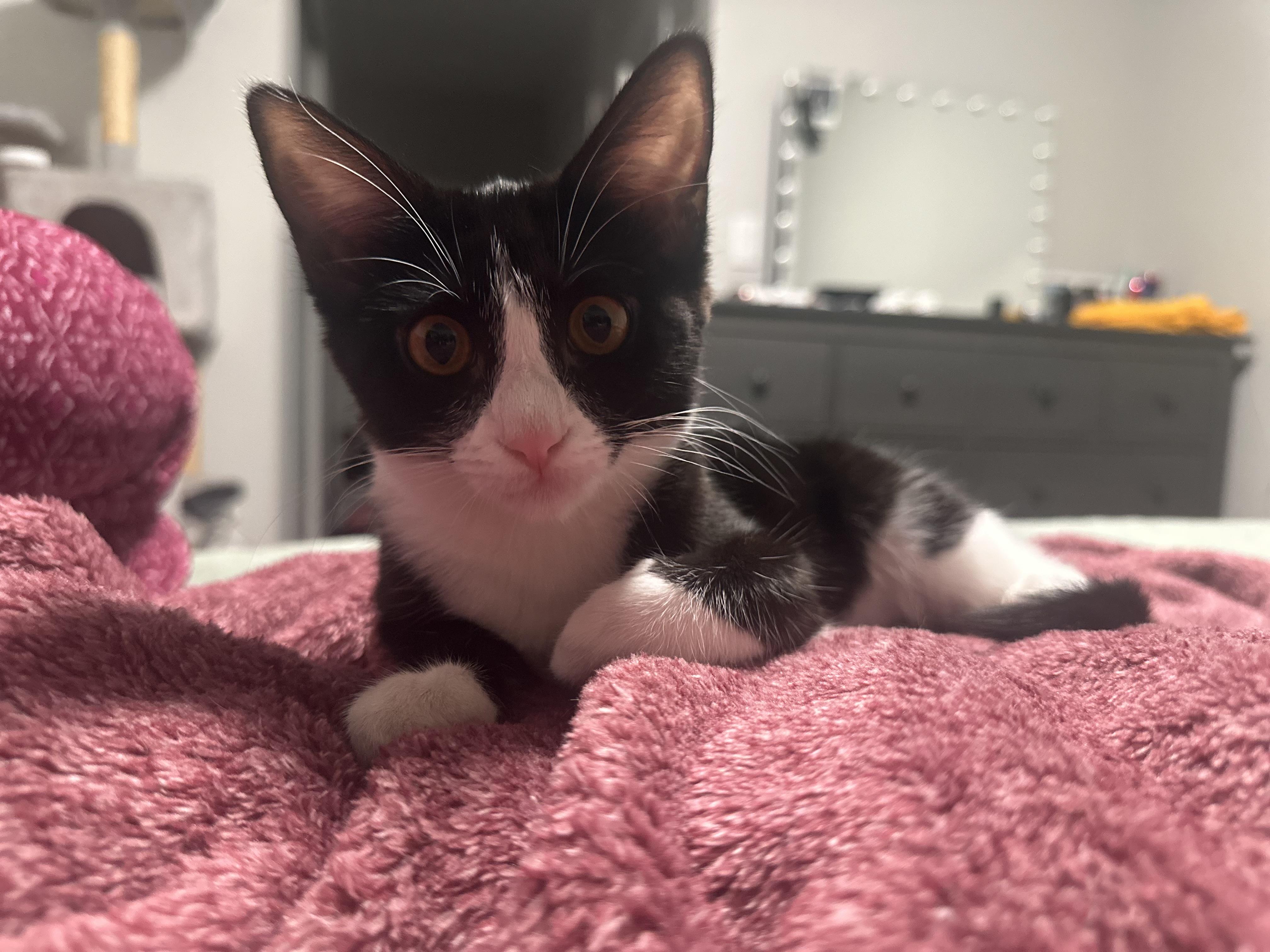 Kuro photo 2