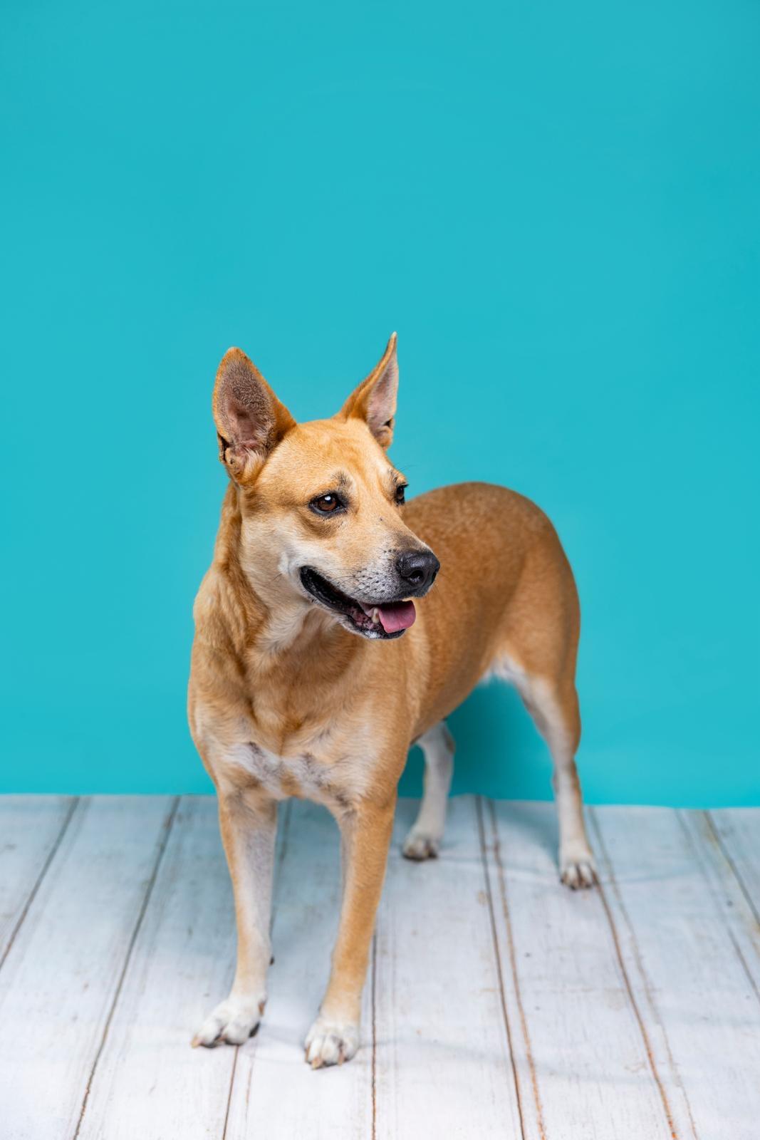 Enlarge Ginger, a Adoptable Carolina Dog in Minneapolis , MN image 4/4