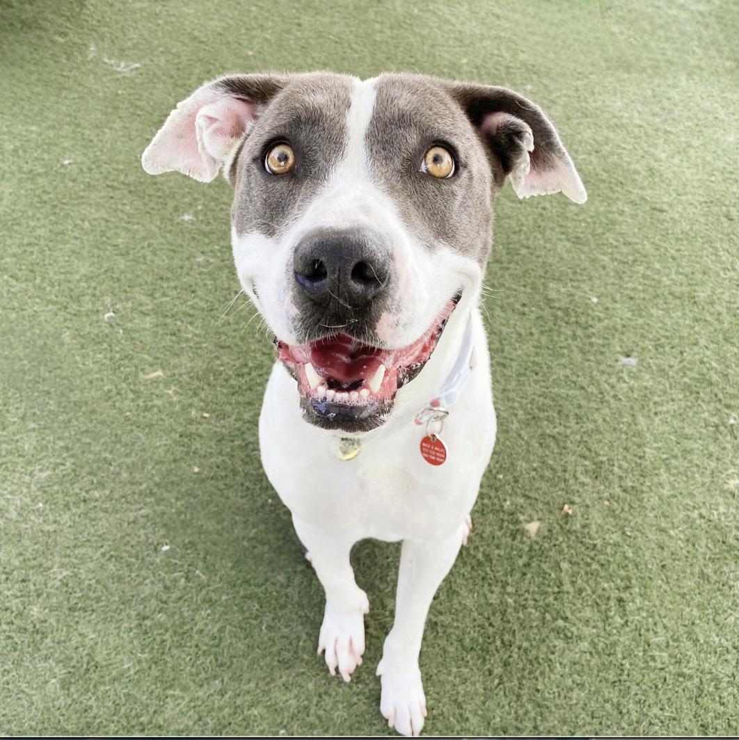 Esmerelda ( Esme), Adoptable, Young Female Pit Bull Terrier.